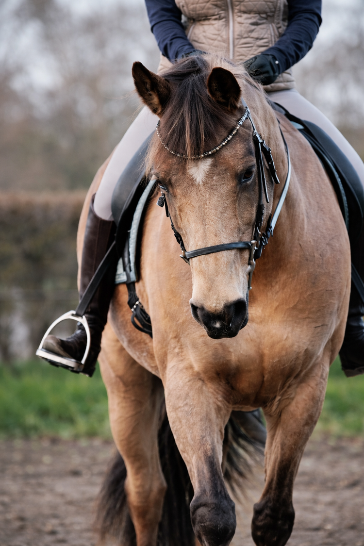 Accesorios para Caballos